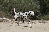 DALMATIEN 285